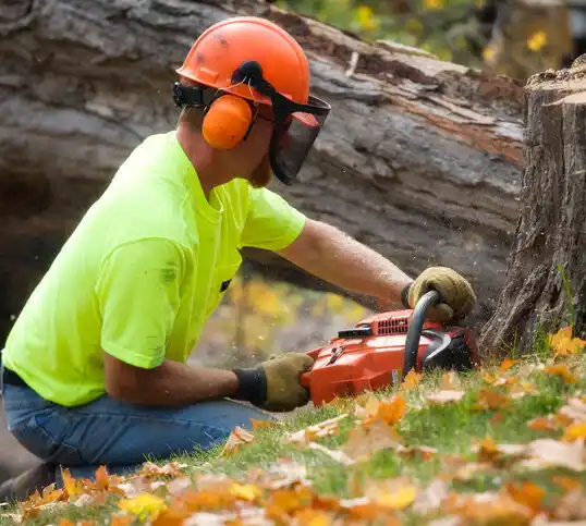 tree services Wheelwright